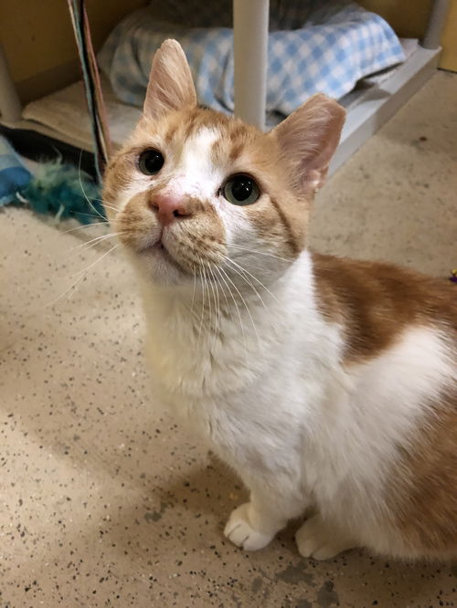 Sir Cheddar