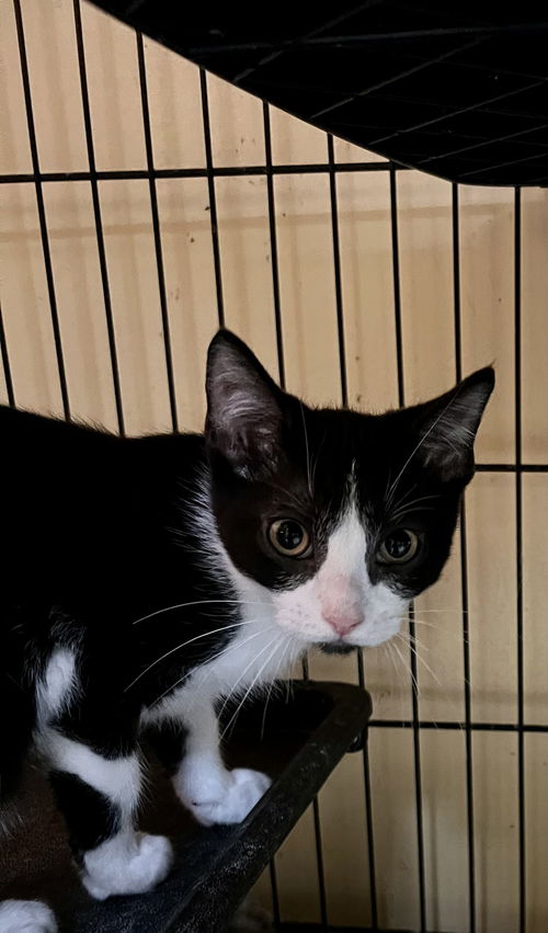 Tux