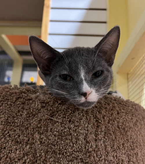 Tom