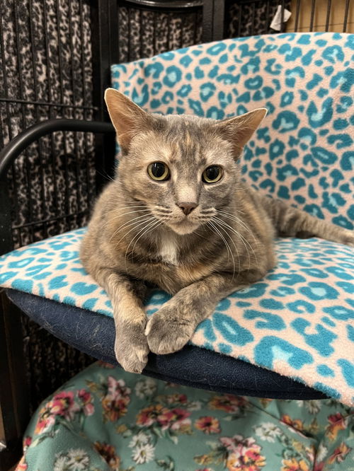 Gracie