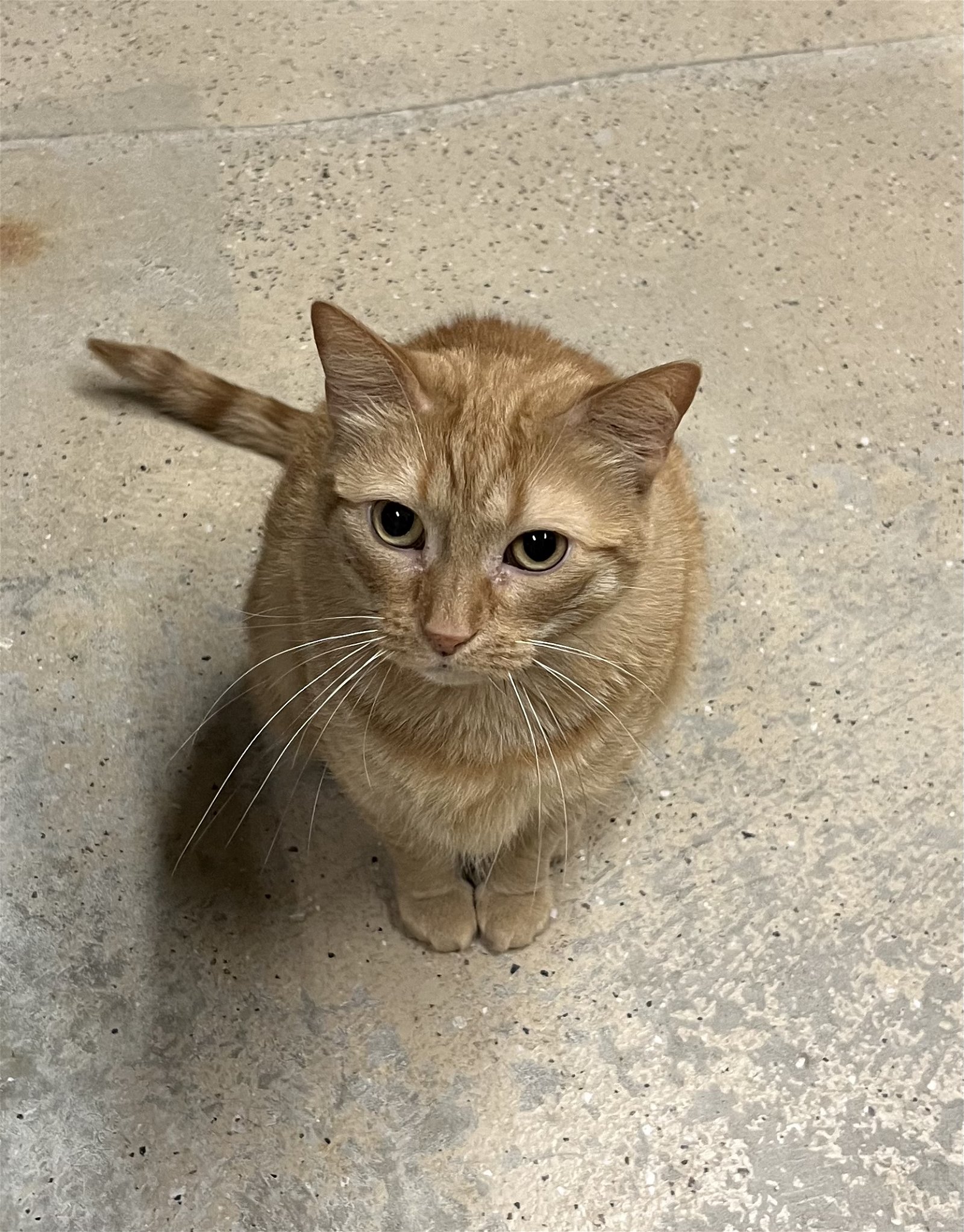 adoptable Cat in Buffalo, NY named Lily