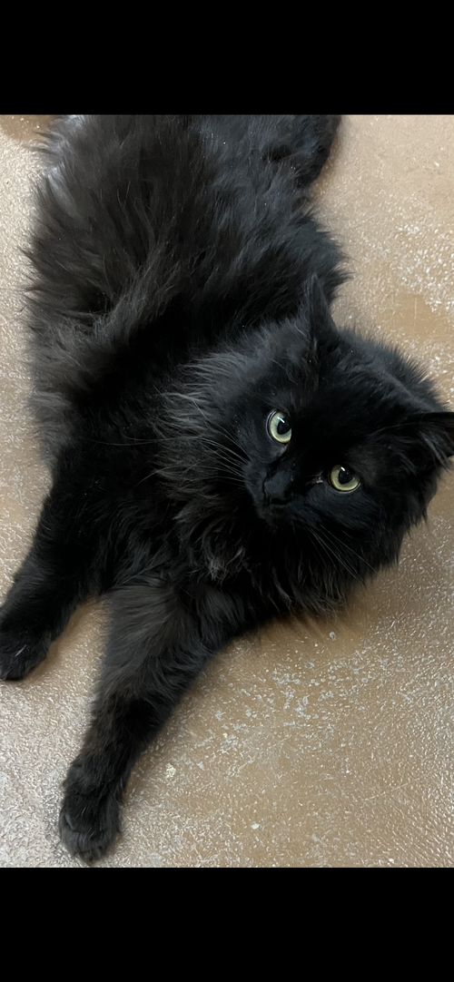 Drucilla
