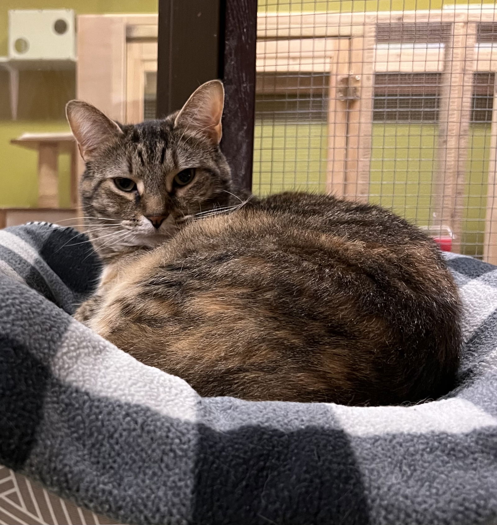 adoptable Cat in Buffalo, NY named Smudge