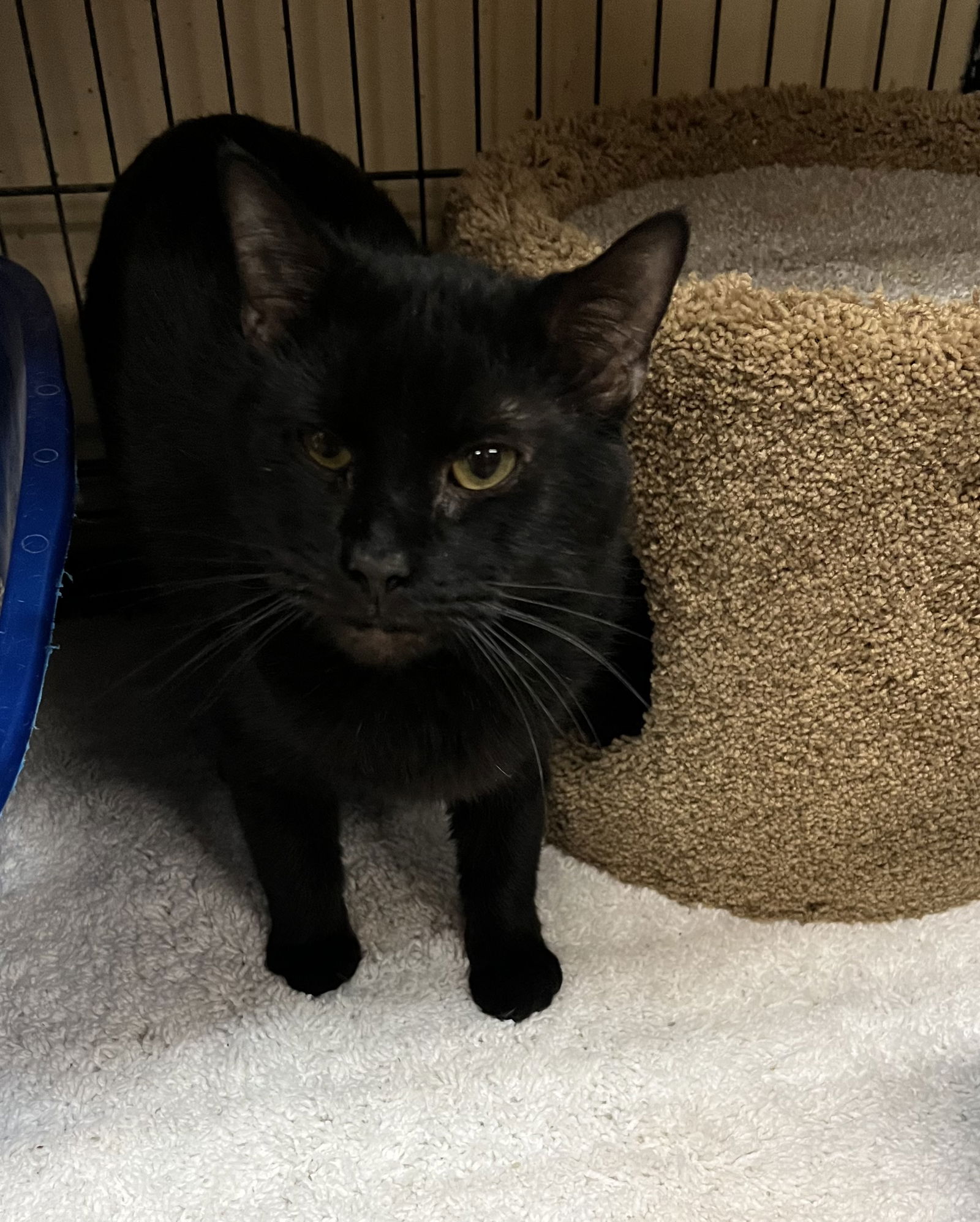 Cats for Adoption in Niagara Falls, New York | Alpha Paw