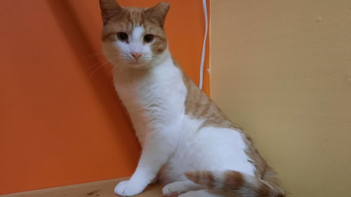 Samson