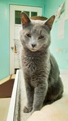 Pewter