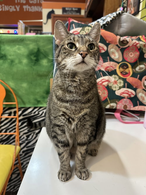 picture of the cat needing adoption