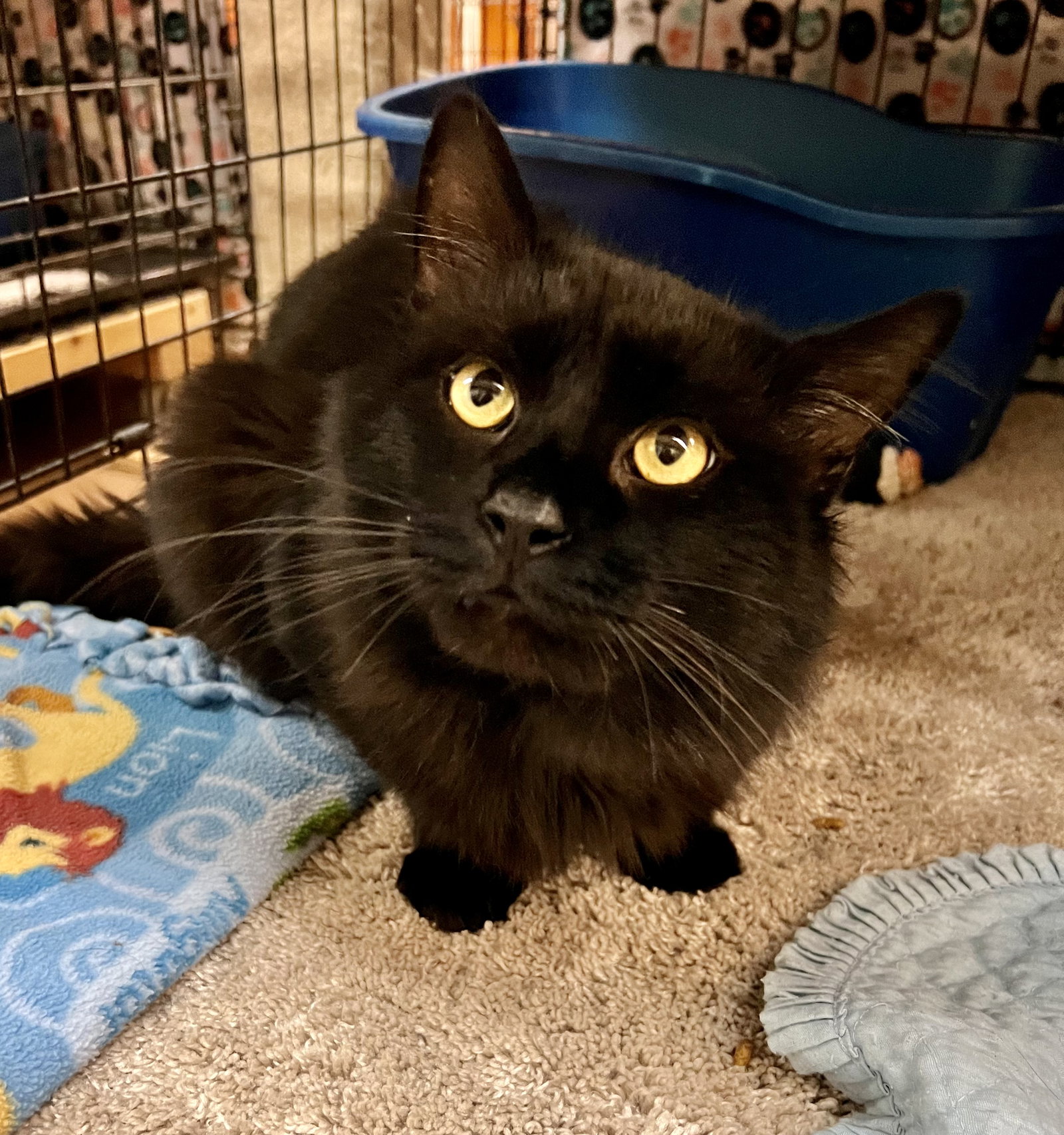 Cats for Adoption in Niagara Falls, New York | Alpha Paw