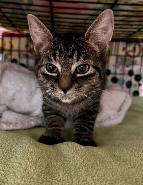 Gus