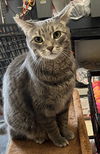 adoptable Cat in Buffalo, NY named Sugar Cookie