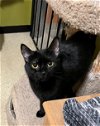 adoptable Cat in , NY named Ebony