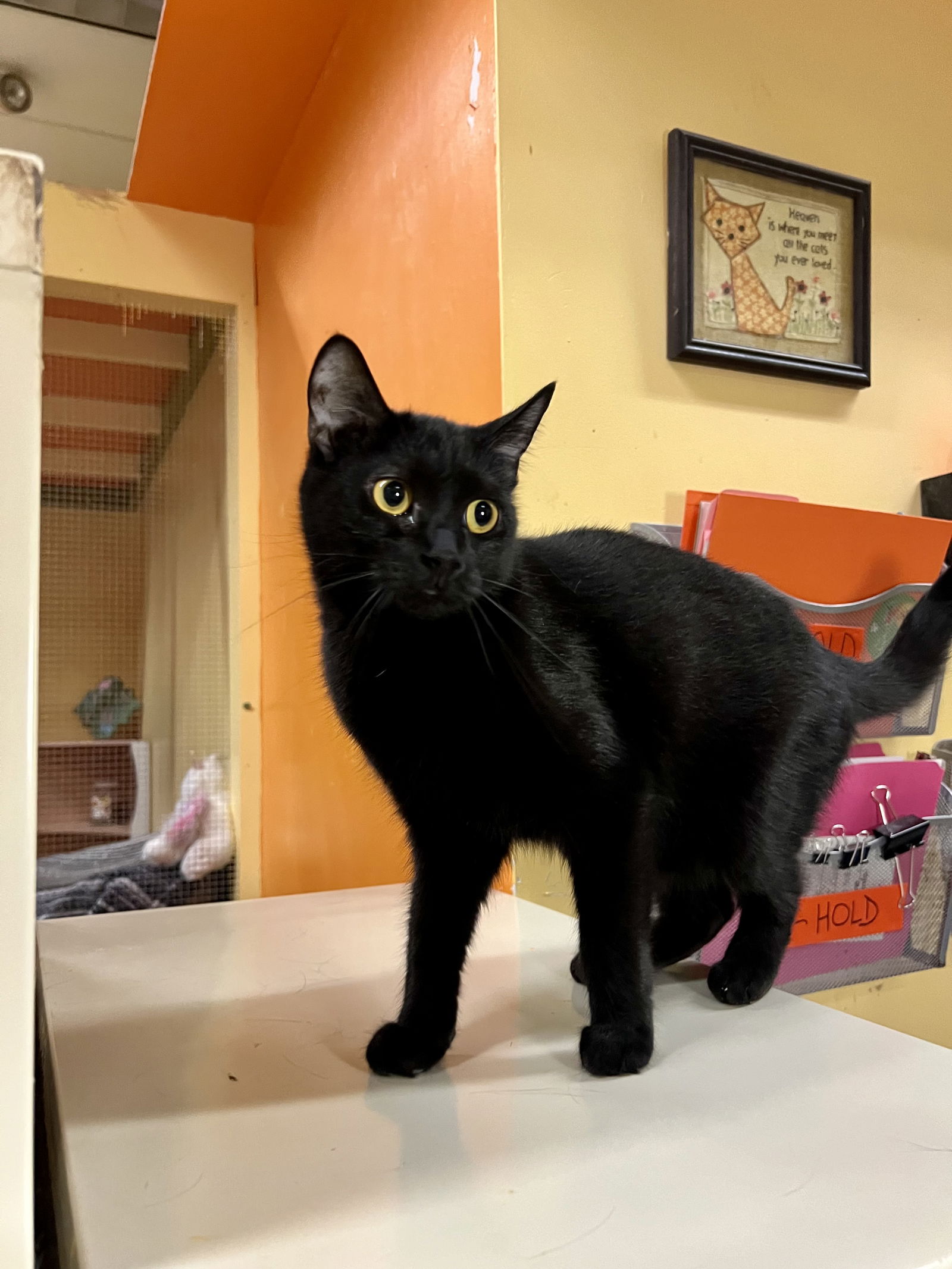 adoptable Cat in Buffalo, NY named Ebony