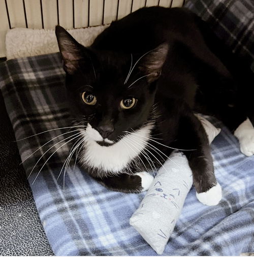 Tux