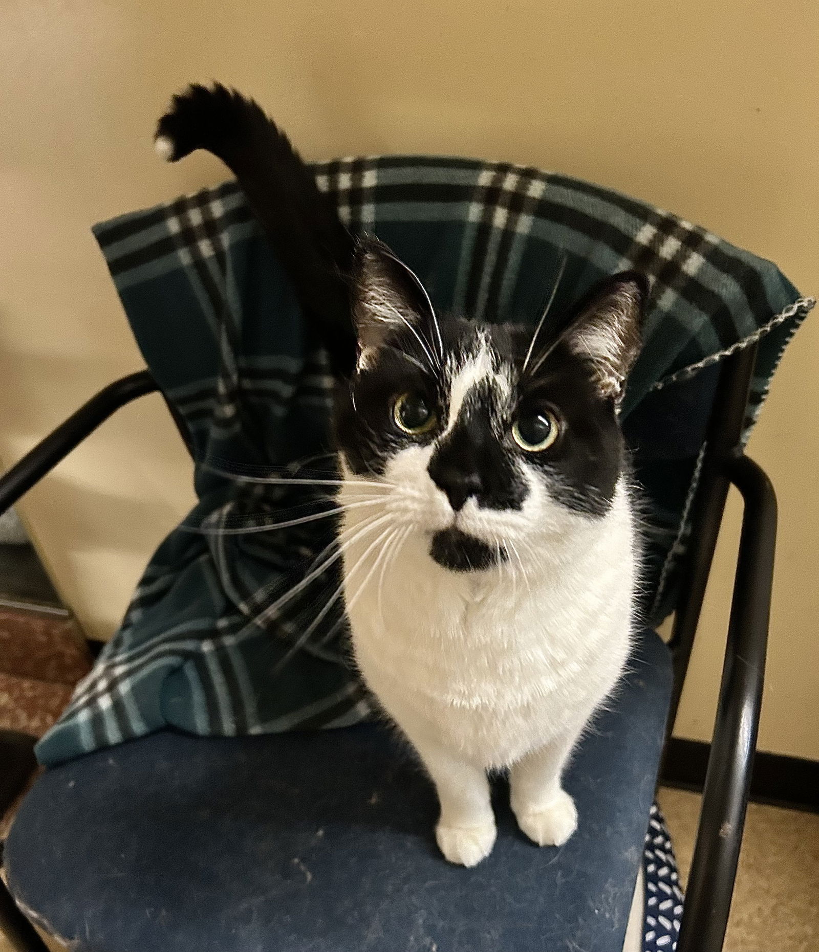 adoptable Cat in Buffalo, NY named Bjorn