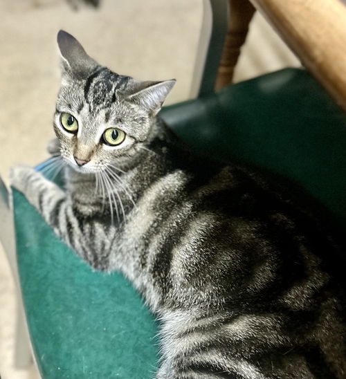 Meko