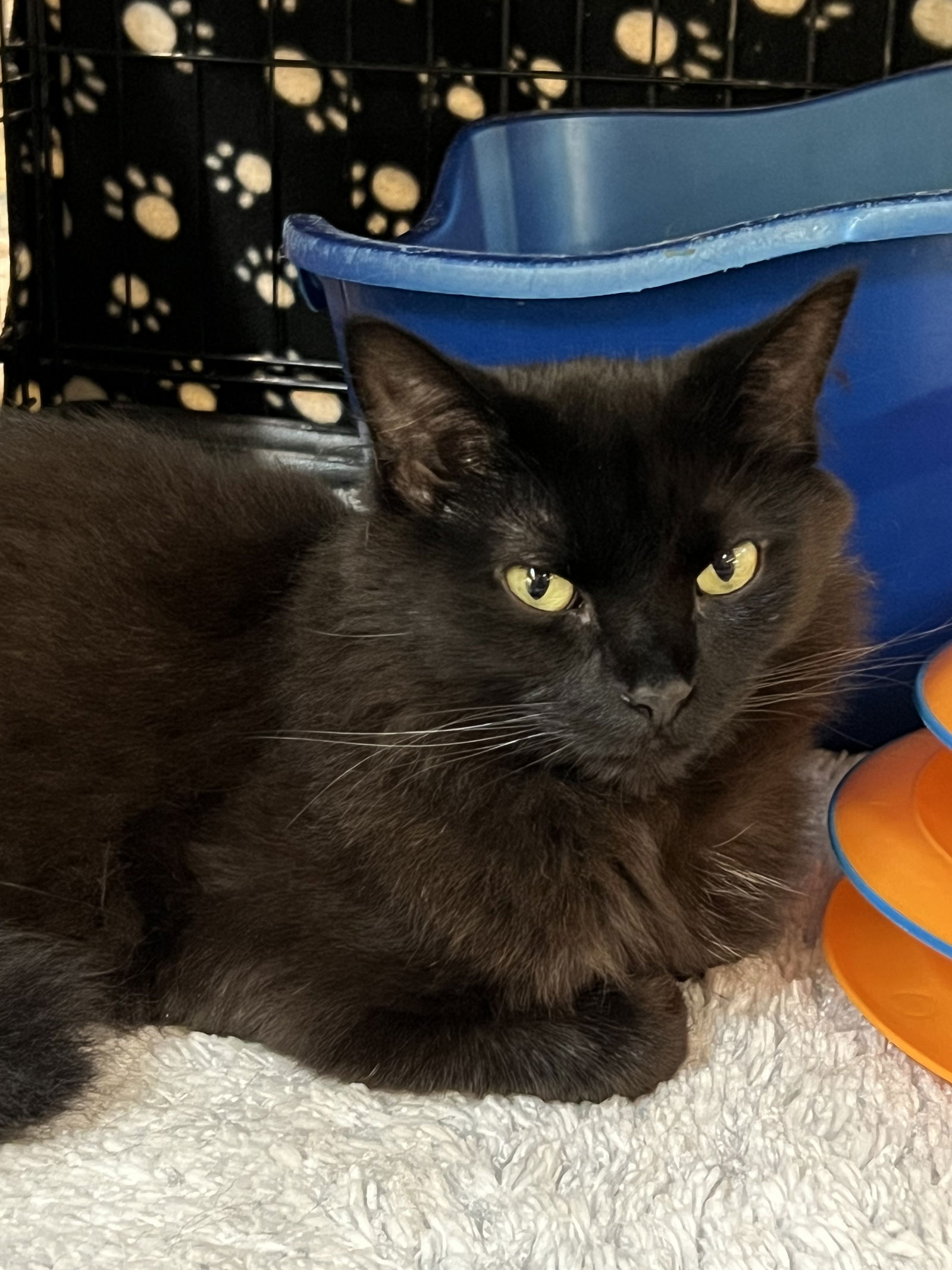 adoptable Cat in Buffalo, NY named Sirius