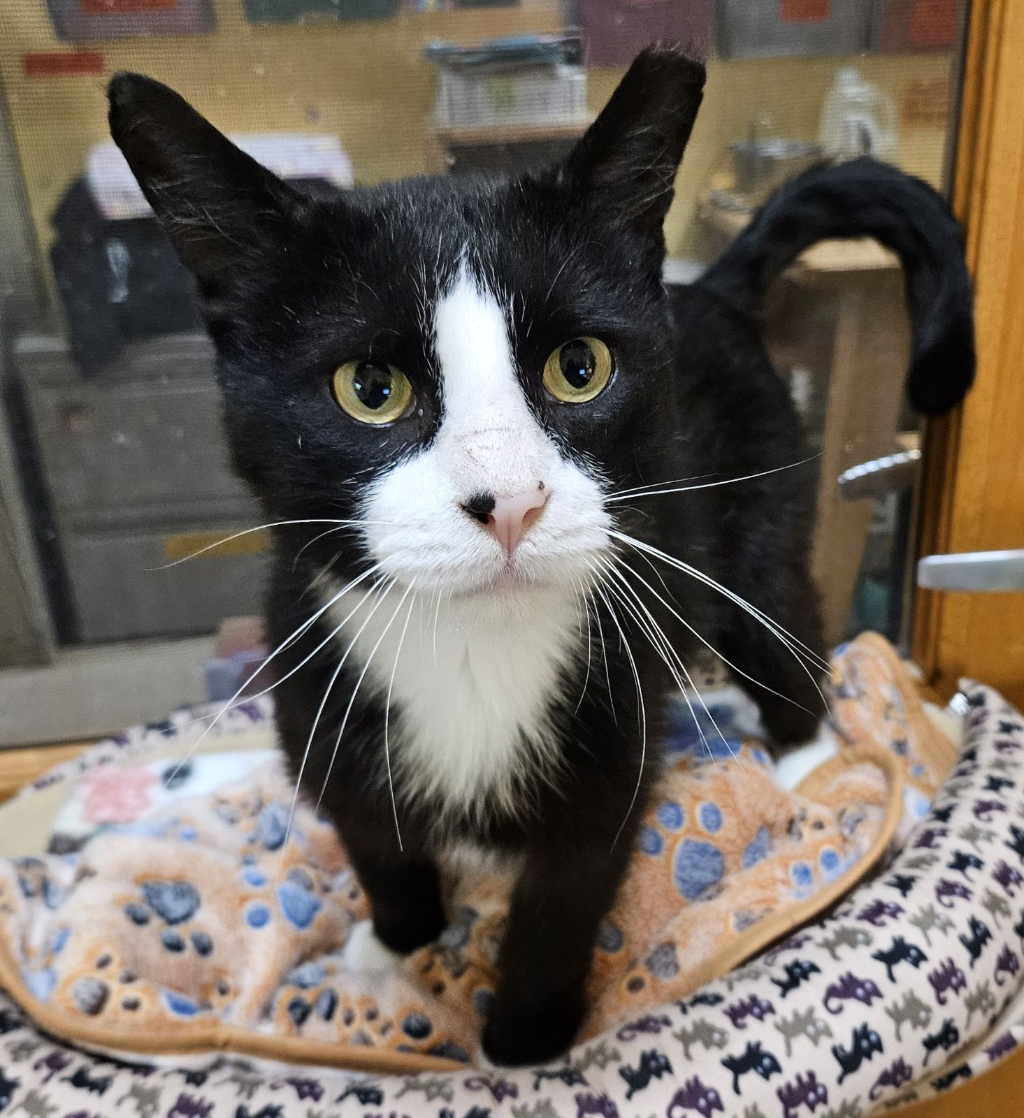 adoptable Cat in Buffalo, NY named Marky Marx