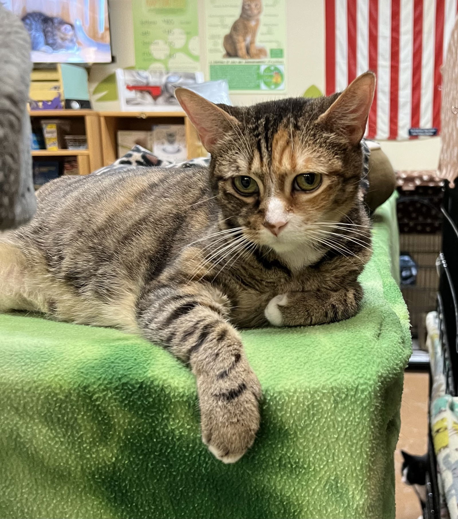 adoptable Cat in Buffalo, NY named Beans