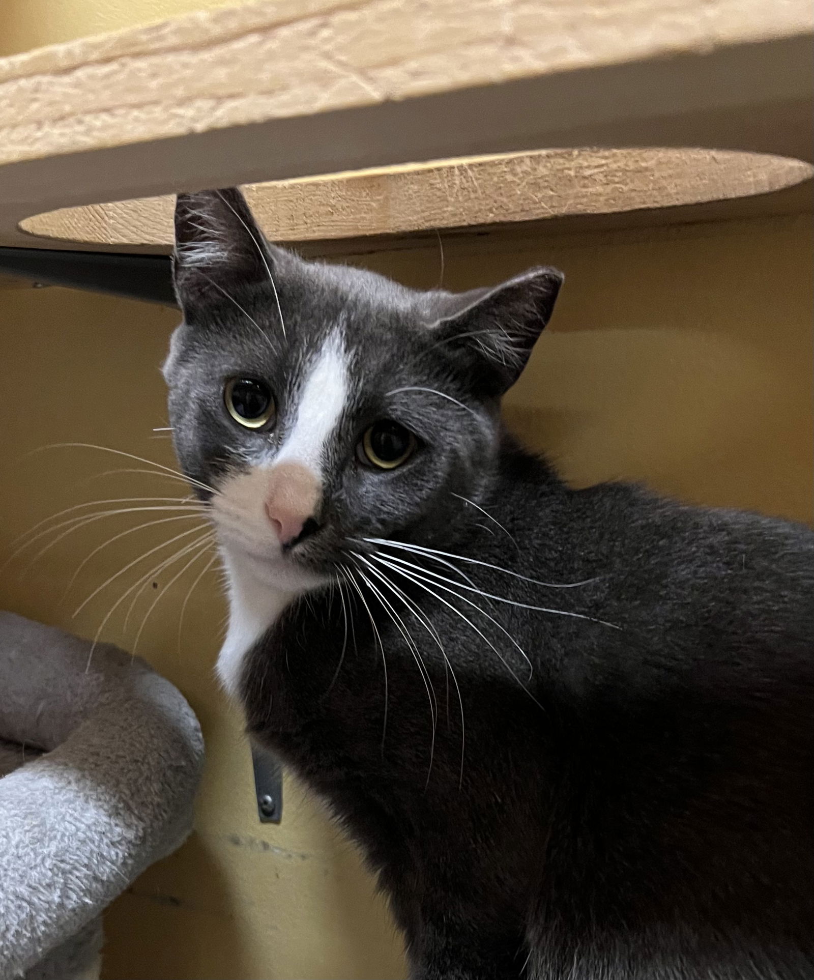 adoptable Cat in Buffalo, NY named Simon