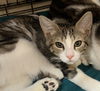 adoptable Cat in Buffalo, NY named Caleb