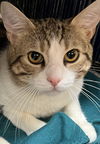 adoptable Cat in Buffalo, NY named Blake