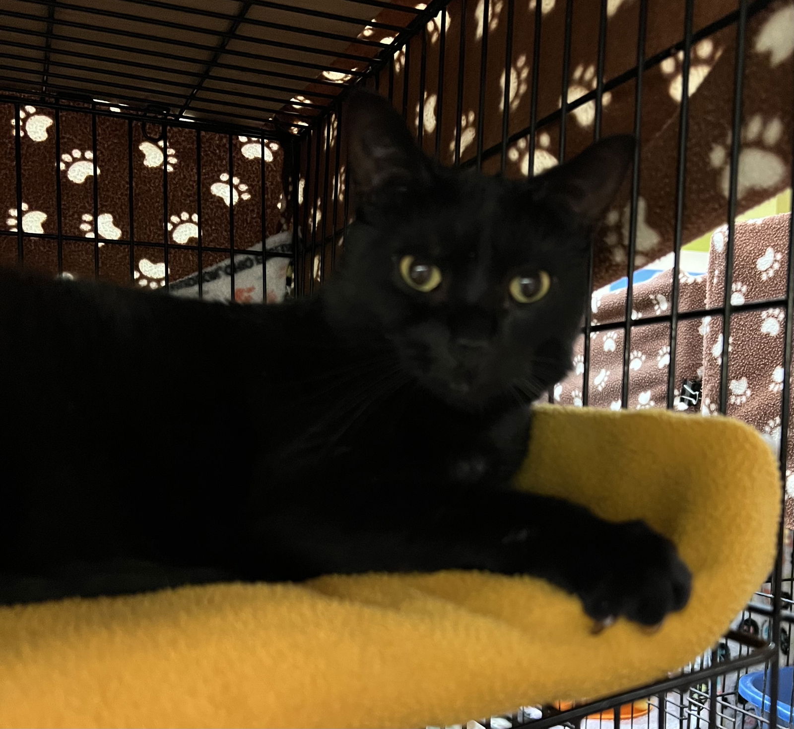 adoptable Cat in Buffalo, NY named Jody