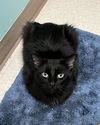 adoptable Cat in Buffalo, NY named Easton