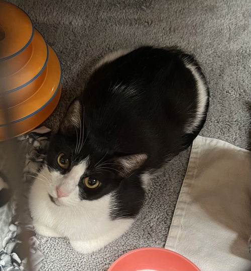 Rosie