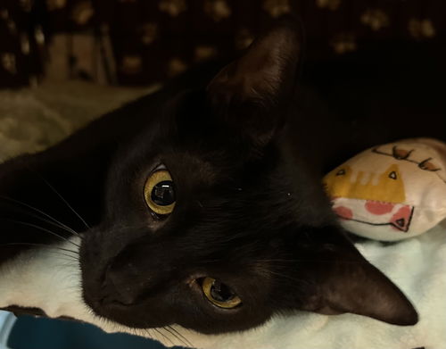 Dori