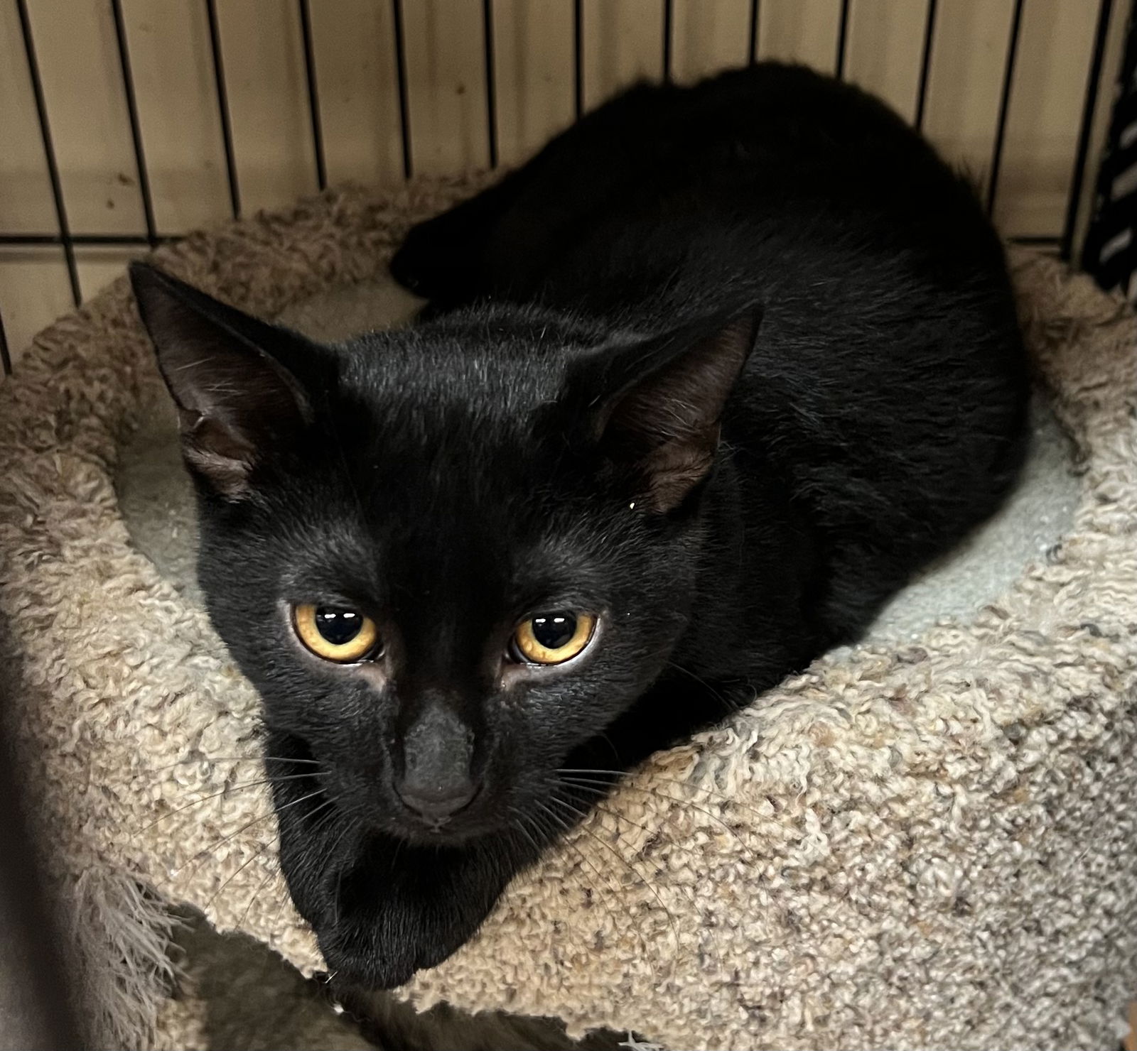 adoptable Cat in Buffalo, NY named Marcie