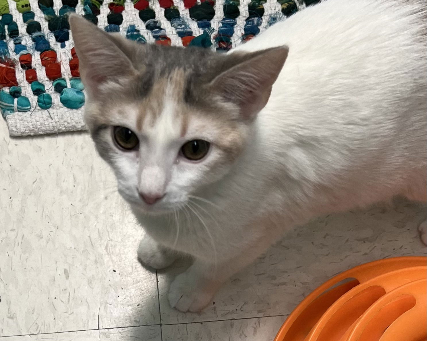 adoptable Cat in Buffalo, NY named Violet