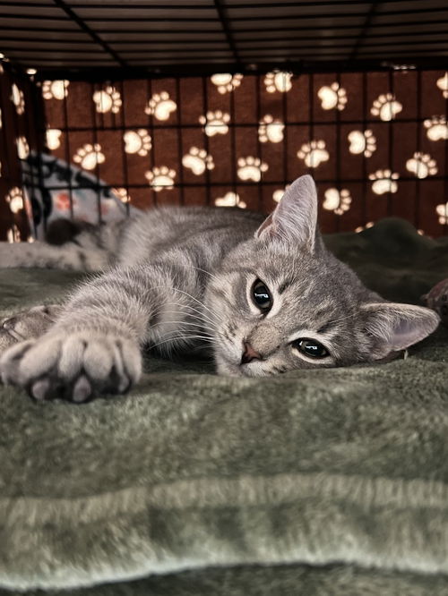 Micah