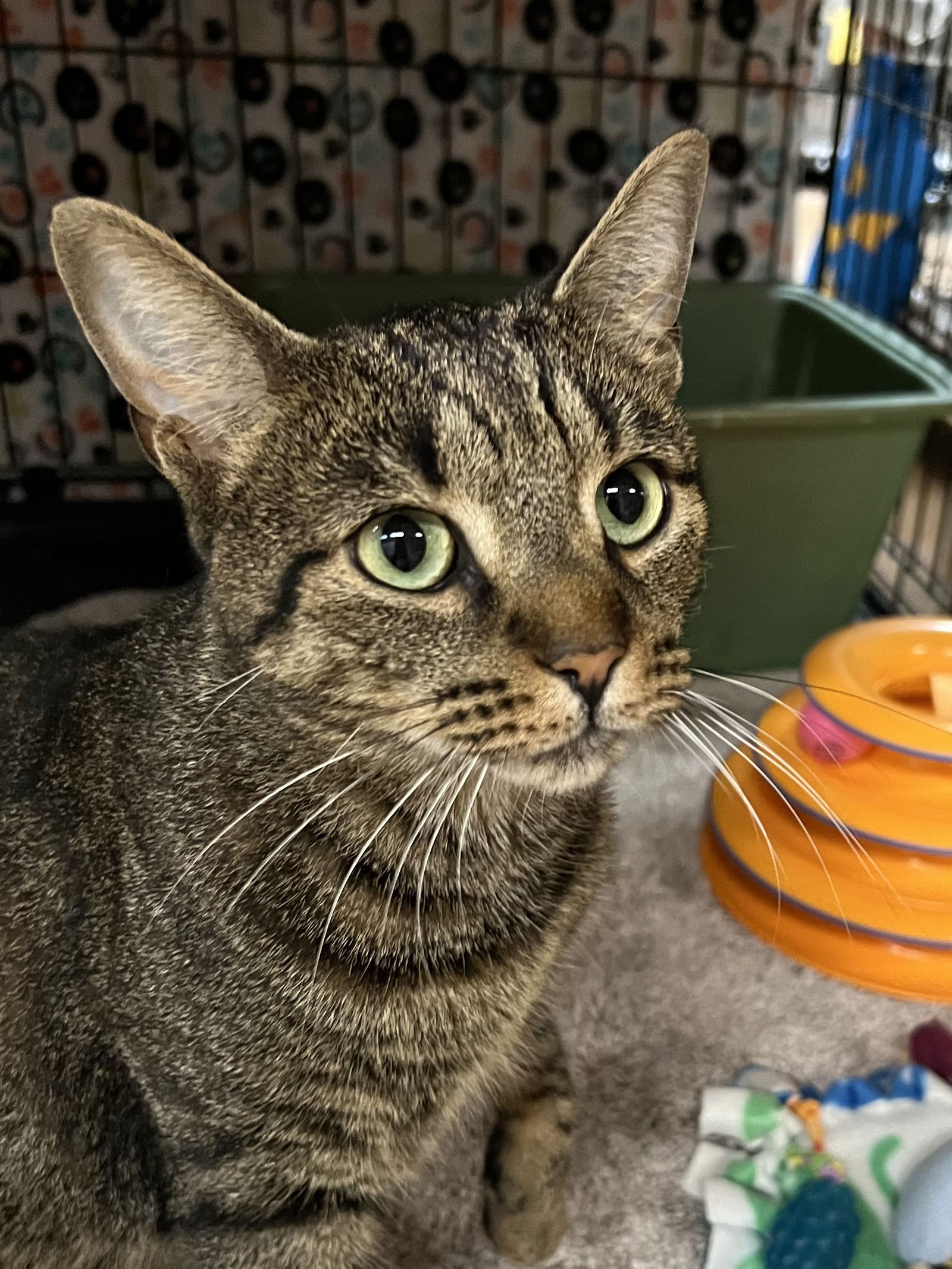 adoptable Cat in Buffalo, NY named Saint