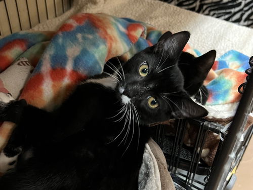 Sammy