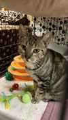 adoptable Cat in Buffalo, NY named Mia