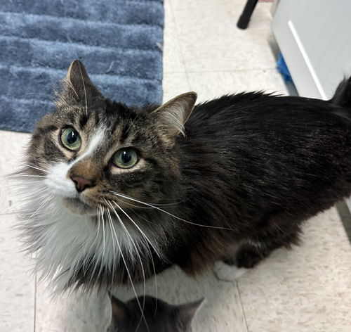 Gizmo