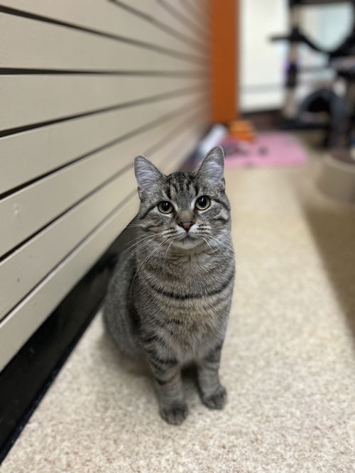 picture of the cat needing adoption