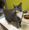 adoptable Cat in Buffalo, NY named Honey