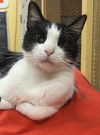 adoptable Cat in Buffalo, NY named Maddox