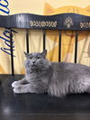 adoptable Cat in  named Esther