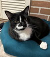 adoptable Cat in Buffalo, NY named Linus