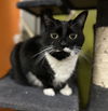 adoptable Cat in Buffalo, NY named Luci