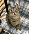 adoptable Cat in Buffalo, NY named Indy