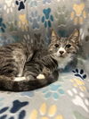 adoptable Cat in Buffalo, NY named Leo
