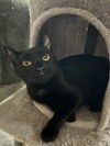 adoptable Cat in Buffalo, NY named Sheldon