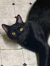 Sheldon - Photo 1