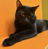 adoptable Cat in Buffalo, NY named Midnight