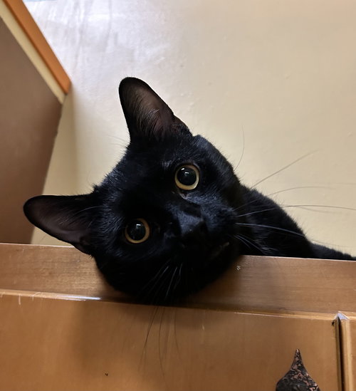 picture of the cat needing adoption