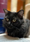 adoptable Cat in  named Tommy