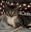 adoptable Cat in Buffalo, NY named Trixie